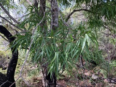 Persoonia katerae