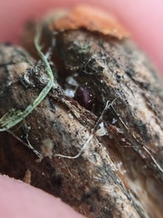 Coccotrypes dactyliperda