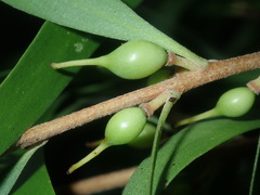 Persoonia katerae