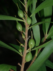 Persoonia katerae
