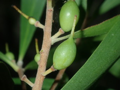 Persoonia katerae
