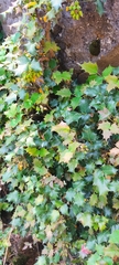 Berberis alpina