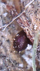 Coccotrypes dactyliperda
