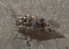 Hyalopsocus