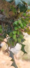 Berberis alpina