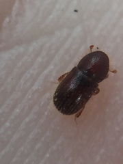 Coccotrypes dactyliperda