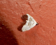 Trichophysetis