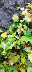 Berberis alpina