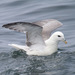 Northern Fulmar - Photo (c) Mark Rosenstein, some rights reserved (CC BY-NC-SA)
