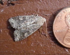 Parastichtis suspecta