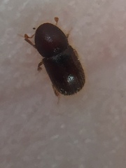 Coccotrypes dactyliperda