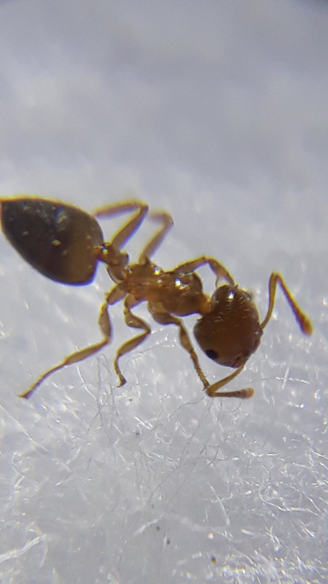 Crematogaster brunnea ruginota