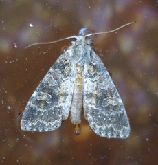 Parastichtis suspecta