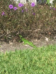 Iguana