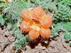 Caiophora rosulata