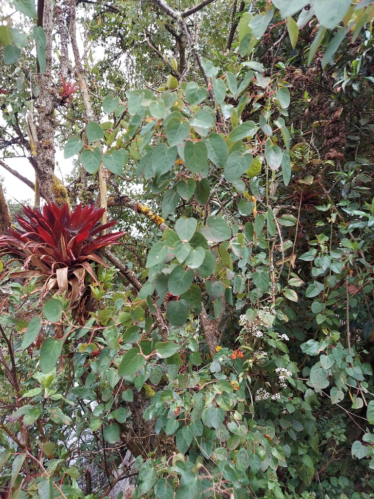 Vallea stipularis from Quijos, Napo, Ecuador on May 13, 2022 at 03:38 ...