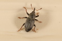 Tychius picirostris