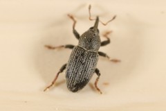 Tychius picirostris