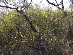 Acacia trachycarpa