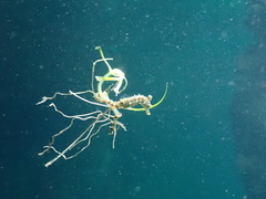 Hippocampus breviceps