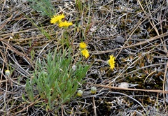 Erigeron linearis