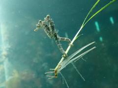 Hippocampus breviceps
