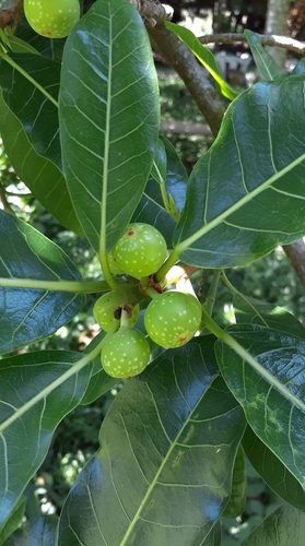 Cuban Laurel (Ficus obtusifolia)