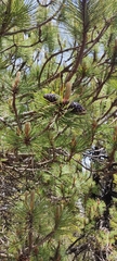 Pinus hartwegii