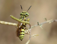Philanthus multimaculatus