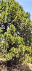 Pinus hartwegii