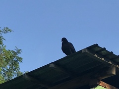 Columba livia domestica