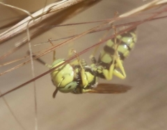 Philanthus multimaculatus