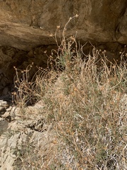 Pleurocoronis pluriseta