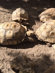 Centrochelys