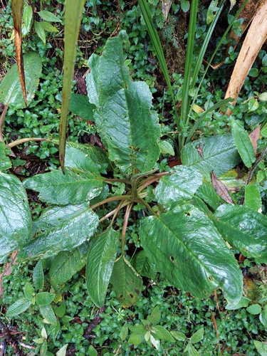 Rumex tolimensis, photograph 3