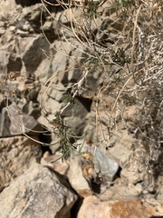 Pleurocoronis pluriseta