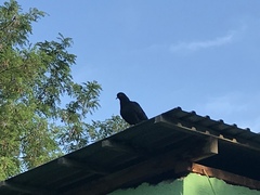 Columba livia domestica