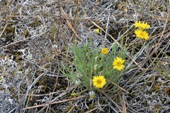 Erigeron linearis