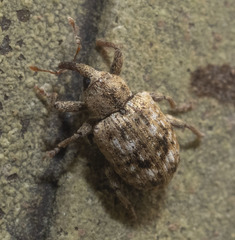 Conotrachelus recessus