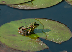 Pelophylax fukienensis