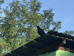 Columba livia domestica
