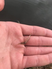 Palaemon kadiakensis