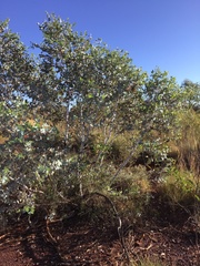 Eucalyptus gamophylla