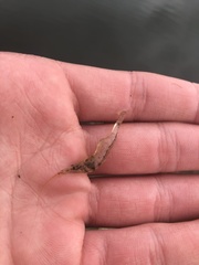 Palaemon kadiakensis