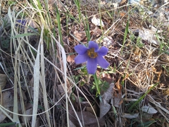 Pulsatilla ambigua