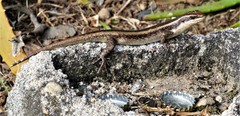 Trachylepis striata