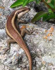 Trachylepis striata