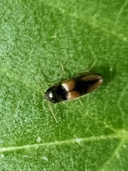 Horistonotus curiatus