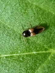 Horistonotus curiatus