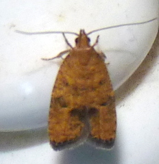 Psilocorsis quercicella